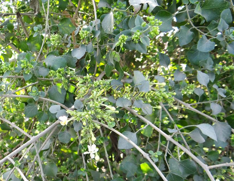  Flowering Shoot